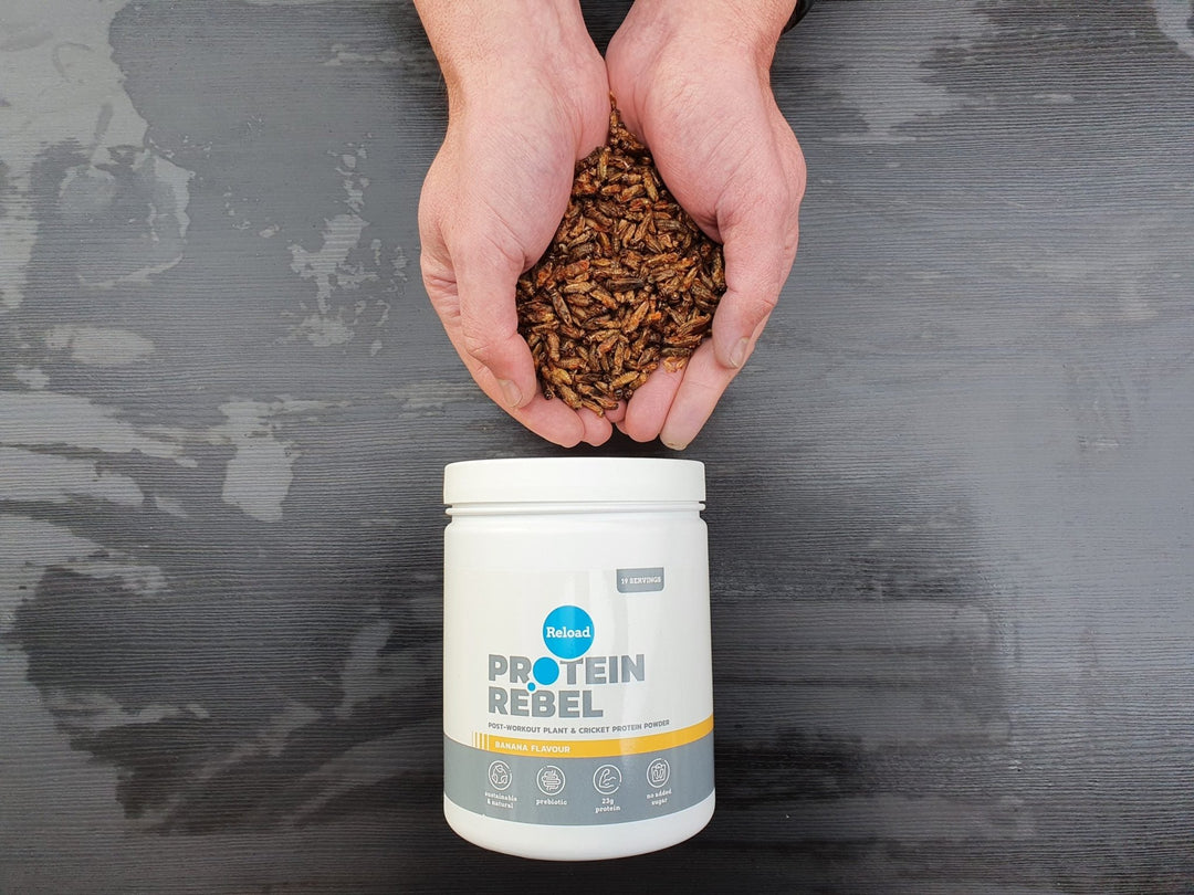 Why bother with cricket protein? - Protein Rebel UK